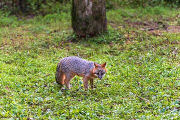 Naklejka na ściany i meble Gray fox standing in grassy field, looking camera view