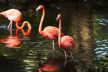 Two standing majestic Flamingos with one in background drinking