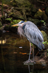 Great Blue Heron, puffed and scrunched in, standing on the waters edge