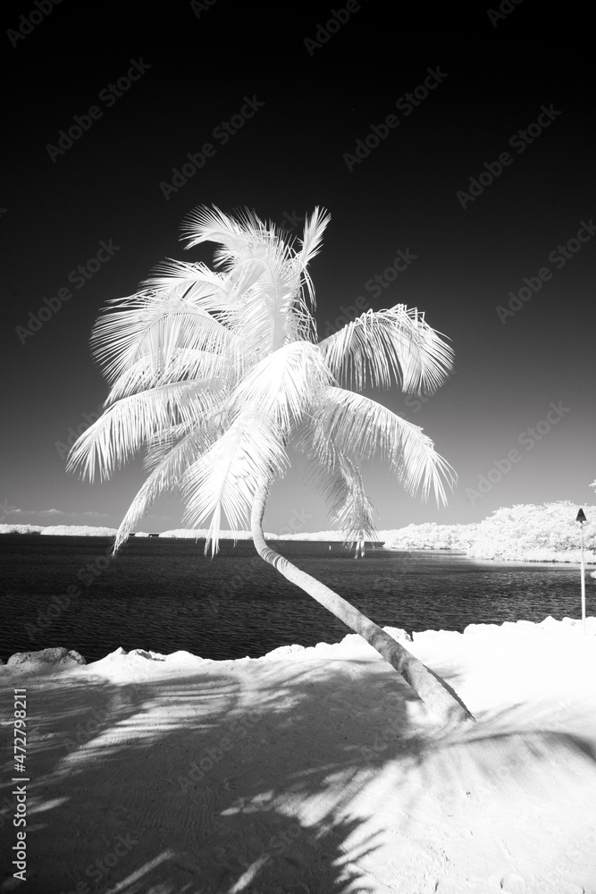 Canvas Prints USA, Florida Keys. Infrared palm trees along the Florida Keys