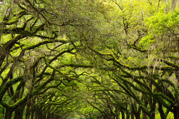 USA, Georgia, Savannah. Canopy of oaks at Historic Wormsloe Plantation.