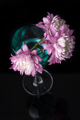 Chrysanthemum flowers in colored glass on a black background