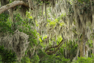 USA, Georgia, Savannah. Moss covered trees at the Savannah National Wildlife Refuge.