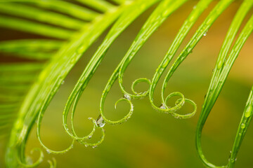 USA, Georgia, Savannah. Spring sago palm with curly foliage.