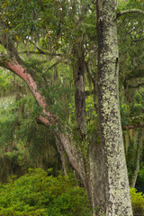 Obraz premium USA, Georgia, Savannah. Red lichen on tree at Bonaventure Cemetery.
