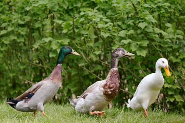 Three Indian runner duck in a row