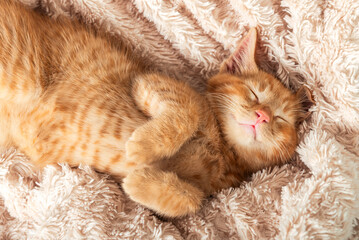 Cute ginger kitten sleeps