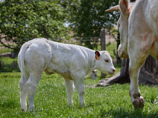 White cow and her calf