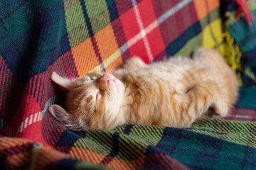 Cute ginger kitten sleeps