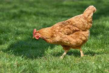 Brown chicken free range in garden