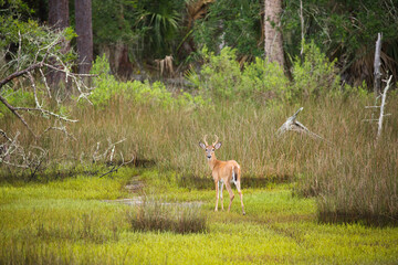 USA, Georgia, Savannah. Young buck walking along hardwood forest and salt marsh.