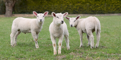 Three white lambs in the prairie in Spring