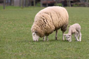 Obraz na płótnie Canvas Flemish white sheep ewe mother and lamb