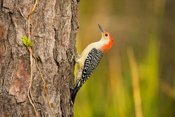 USA, Georgia, Savannah. Red -bellied woodpecker on pine tree.