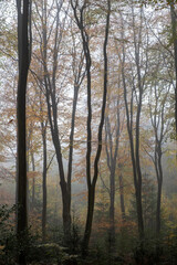 morning in the forest