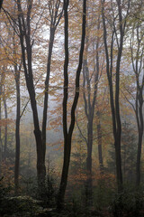 Fototapeta premium fog in the forest