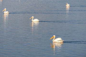 View of an artificial pond with pelicans resting during the winter migration. Israel