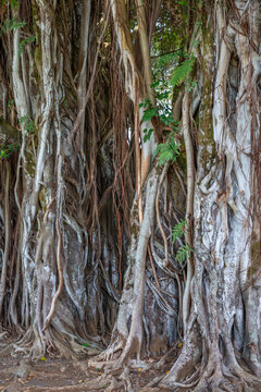 USA, Hawaii, Big Island of Hawaii. Hilo, Kalakaua Park, Banyan tree with multiple trunks.
