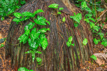 USA, Hawaii, Big Island of Hawaii. Hawaii Tropical Botanical Garden, Arrowhead plant growing on trunk of monkeypod tree (Albizia saman).