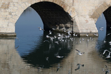 an old roman bridge over the river and seagulls