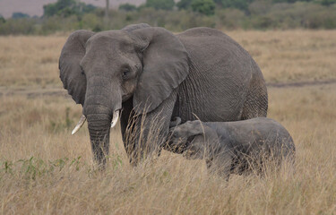 cute baby elephant suckling on mother's teats for milk in the wild Masai Mara, Kenya