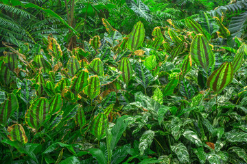 USA, Hawaii, Big Island of Hawaii. Hawaii Tropical Botanical Garden, Prayer plant (Calathea lindeniana) after a rain. - obrazy, fototapety, plakaty