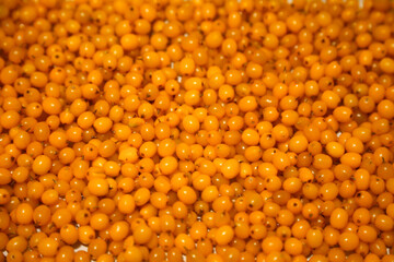 Bright ripe berries of sea buckthorn food background