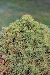 close up of a pine tree