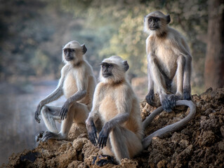 Three Grey Langurs