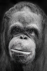 Orang-utan Portrait