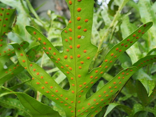 Close-up of the commonly known king fern or warts fern. That has orange spores (Referred to as...