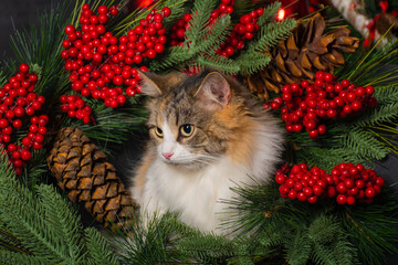 Funny fluffy tricolor cat with big yellow eyes is sitting on the New Year's decorations 