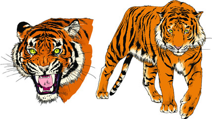 vector drawings sketches different predator , tigers lions cheetahs and leopards are drawn in ink by hand , objects with no background