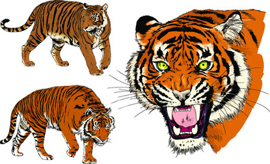 Obraz premium vector drawings sketches different predator , tigers lions cheetahs and leopards are drawn in ink by hand , objects with no background