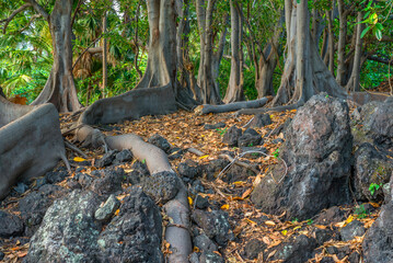USA, Hawaii, Big Island of Hawaii. Punaluu Black Sand Beach Park, Massive twisting roots and trunk of Moreton Bay fig trees which are native to eastern Australia.