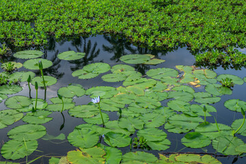 USA, Hawaii, Big Island of Hawaii. Punaluu Black Sand Beach Park, Wetland pond with invasive, blooming water lily and water hyacinth.