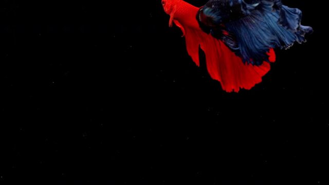 Rhythmic of Betta fish, siamese fighting fish betta splendens, clip video.
