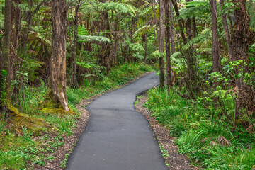 USA, Hawaii, Big Island of Hawaii. Hawaii Volcanoes National Park, Crater Rim Trail passes through tropical forest near Thurston Lava Tube.