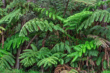 USA, Hawaii, Big Island of Hawaii. Hawaii Volcanoes National Park, Hawaiian tree ferns in tropical forest.