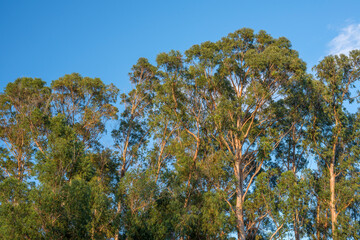 Obraz premium USA, Hawaii, Big Island of Hawaii. Hawaii Volcanoes National Park, Non-native eucalyptus trees in evening light at Namakanipaio Campground.
