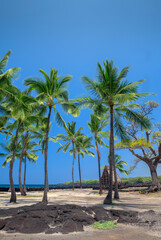 Naklejka na ściany i meble USA, Hawaii, Big Island of Hawaii. Pu'uhonua O Honaunau National Historical Park, Palm trees and small reconstruction of Hale O Keawe Heiau temple.