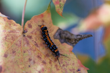 caterpillar on a leaf