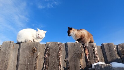 Cats playing on wooden fence