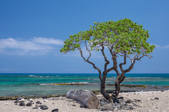 USA, Hawaii, Big Island of Hawaii. Kekaha Kai State Park (aka Kona Coast State Park), Heliotrope tree grows in beach sand at shoreline with colorful ocean in background.