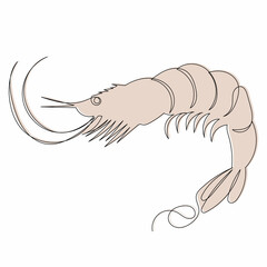 pink shrimp sketch line drawing, vector