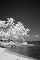 USA, Hawaii, Oahu. Infrared of palm trees and beach