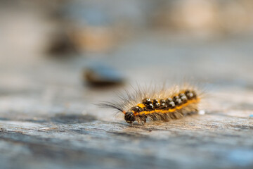 caterpillar on leaf