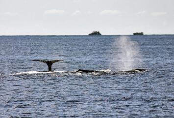 Whales 