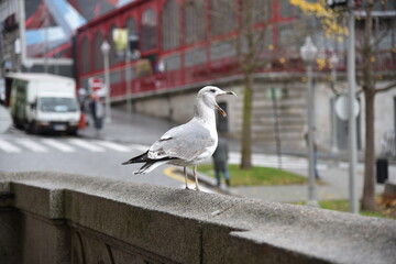 seagull