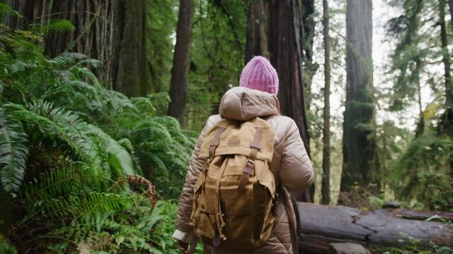 Slow motion low angle back view of woman with backpack exploring green forest with tall giant redwoods pine trees. Outdoor travel concept background, footage of RED camera. California road trip by USA
